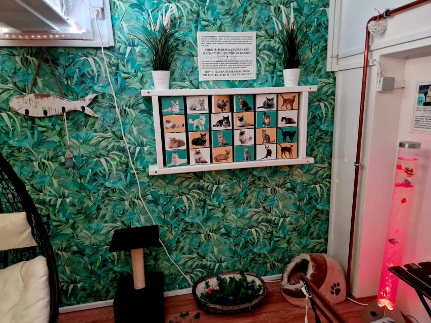 Budapest: Cat Museum Budapest Entry Ticket - Egyptian and Japanese photo walls