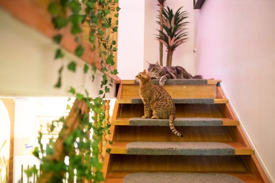 Budapest: Cat Museum Budapest Entry Ticket - Why the cat welfare rules matter