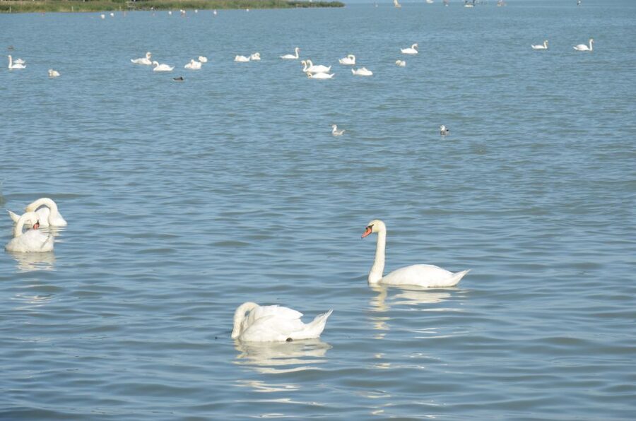Budapest: Lake Balaton and Herend Full-Day Private Tour - Tihany Abbey adds depth to the scenic route