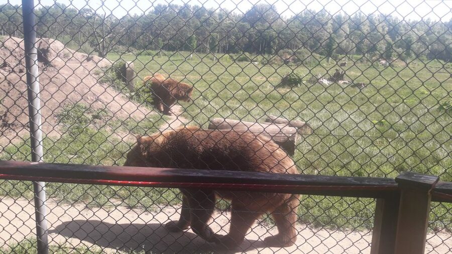 Budapest: Transport & Guided Tour of Bear and Wolf Sanctuary - FAQ