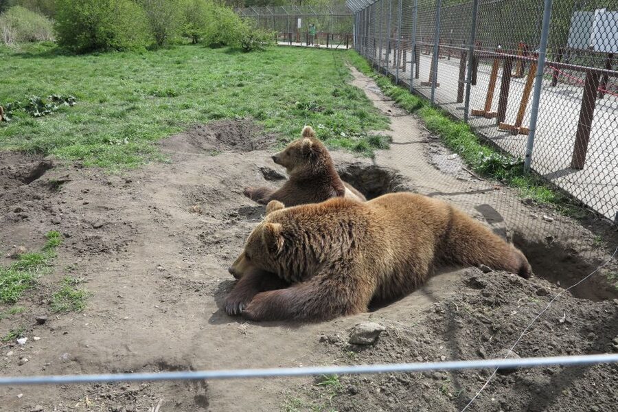 Budapest: Transport & Guided Tour of Bear and Wolf Sanctuary - What the sanctuary is, and what it is not