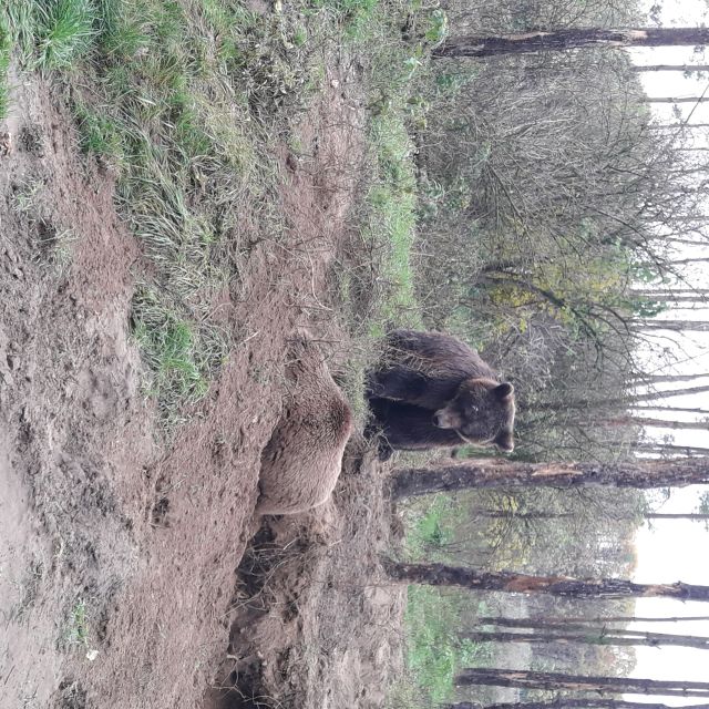Budapest: Transport & Guided Tour of Bear and Wolf Sanctuary - Is $93 a fair price?