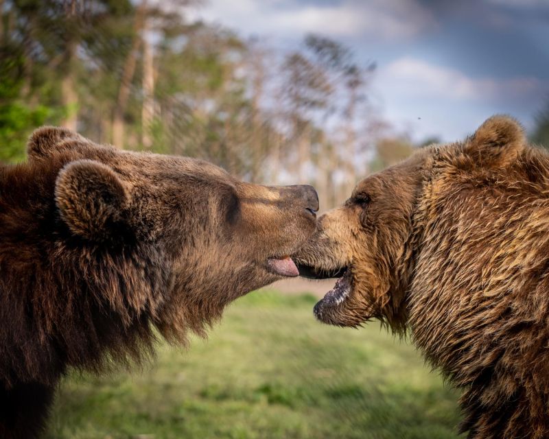 Budapest: Transport & Guided Tour of Bear and Wolf Sanctuary - Timing, weather, and practical comfort