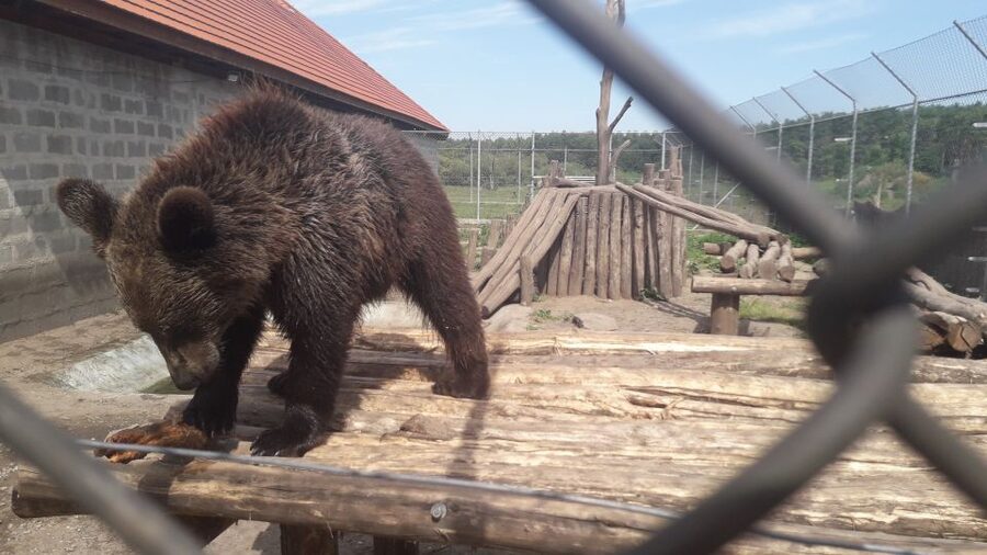 Budapest: Transport & Guided Tour of Bear and Wolf Sanctuary - Two hours on foot, and a chance to slow down