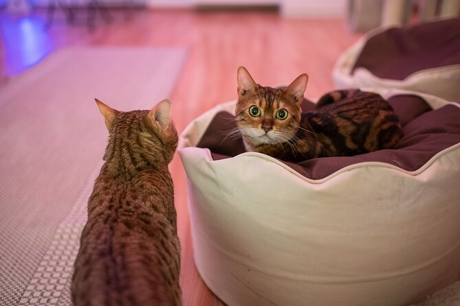 Cat Museum Budapest Entry Ticket - Meeting the Resident Cats