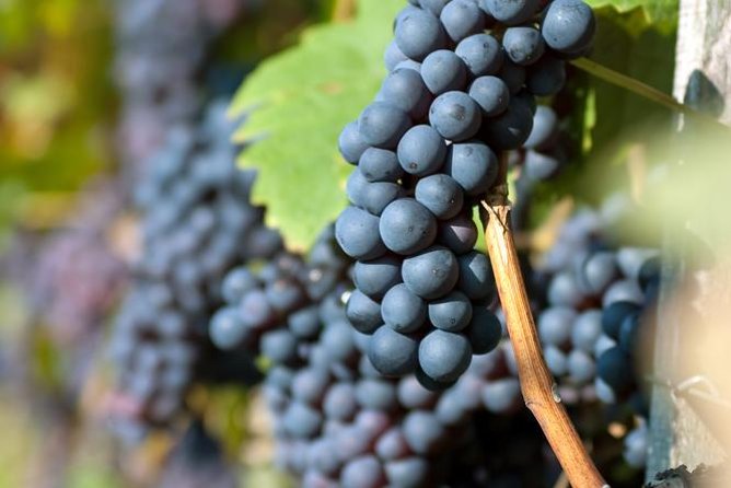 Countryside Half-day Gastro-Wine Tour from Budapest Meal & pickup - The guide can make or break the outing