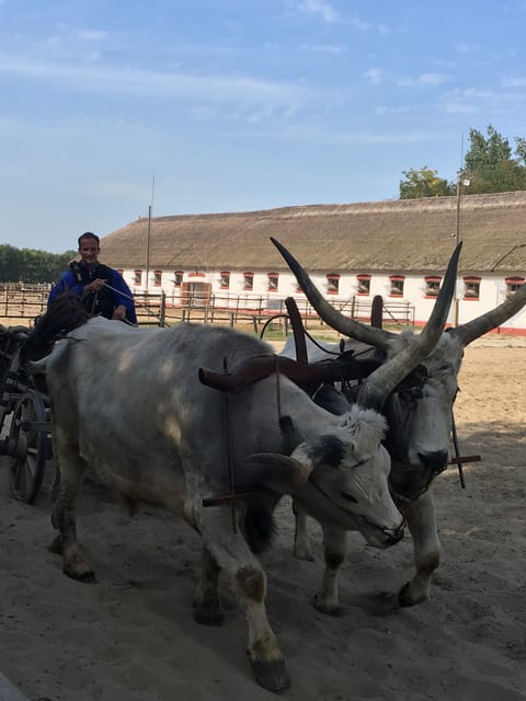 Countryside ranch, horse show & lunch - The horse show and Hungary’s cowboy tradition