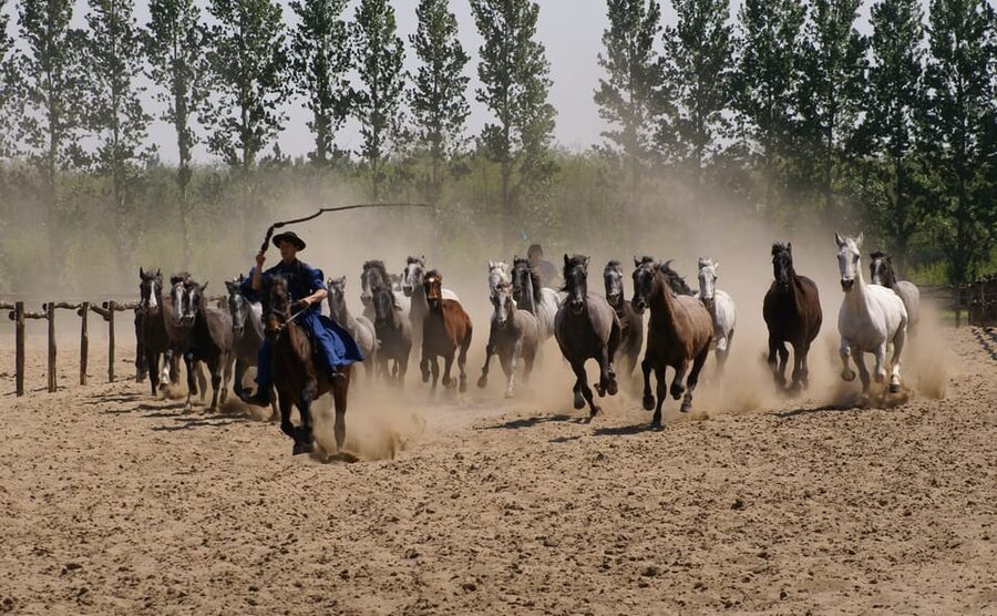 Countryside ranch, horse show & lunch - Is $127 a fair price?