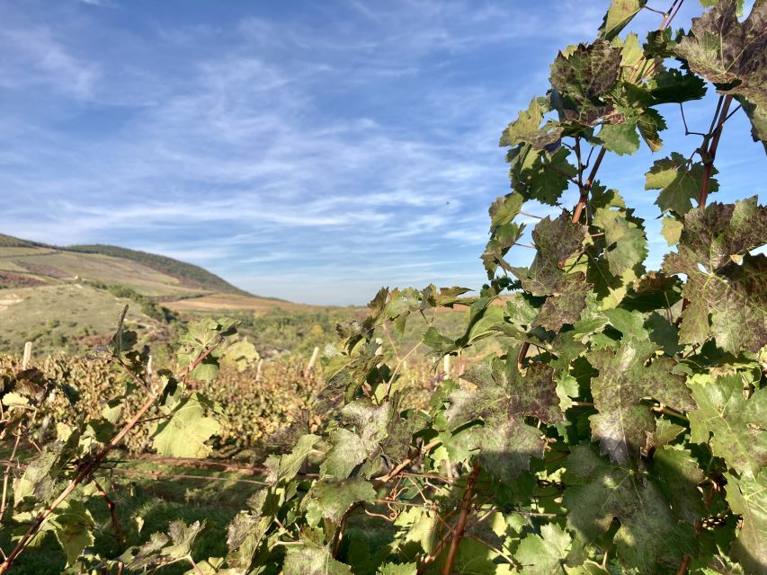 Eger: Countryside, Culture, and Wine Private Tour - The $300 price and what it covers