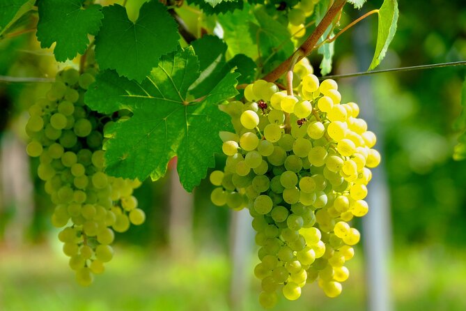 Etyek Private Half-Day Wine Tasting Tour from Budapest - The countryside route to Etyek