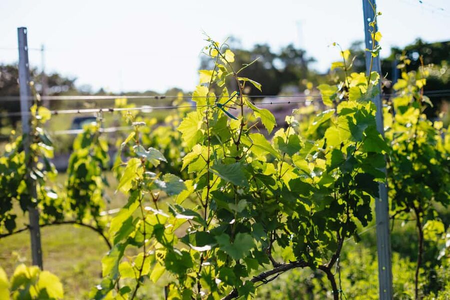 From Budapest: Etyek Wine Tasting Tour with 3-Course Meal - The possibility of a third winery