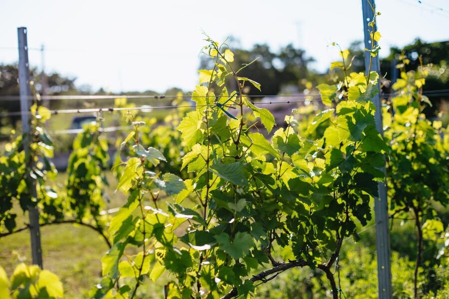 From Budapest: Etyek Wine Tasting Tour with 3-Course Meal - What the wine experience is really like
