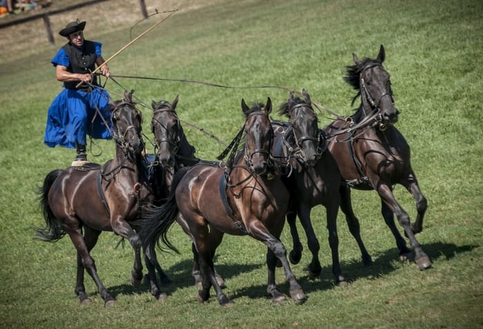 From Budapest: Puszta Horse Show and Countryside Visit - The Lajosmizse farm and its welcome
