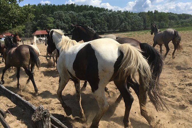 Horseshow on the Hungarian Puszta, private tour from Budapest with entry! - The horse show: skill, showmanship, and a donkey
