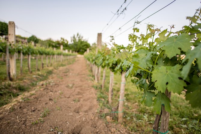 Lake Balaton Full Day Private Wine Tour - Balatonfüred and the Tagore Promenade