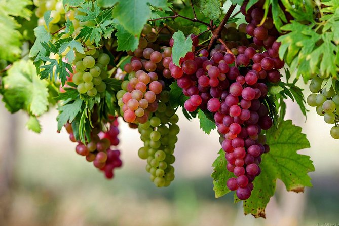 Private Lake Balaton Experience with an unforgettable Wine Tasting - Tihany’s abbey and the value of a guided visit