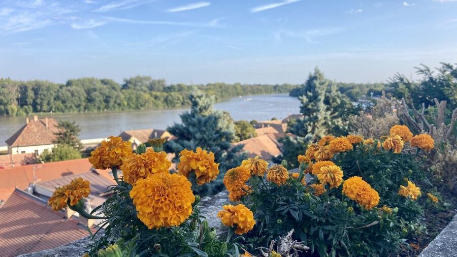 Szentendre: Arts and Cafés Tour (Half-Day Private Tour) - Key points to know before you book