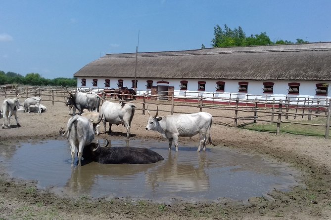 The "Puszta" Horse Show - How the eight-hour schedule feels